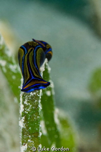 Chelidonura hirundinina by Luke Gordon 